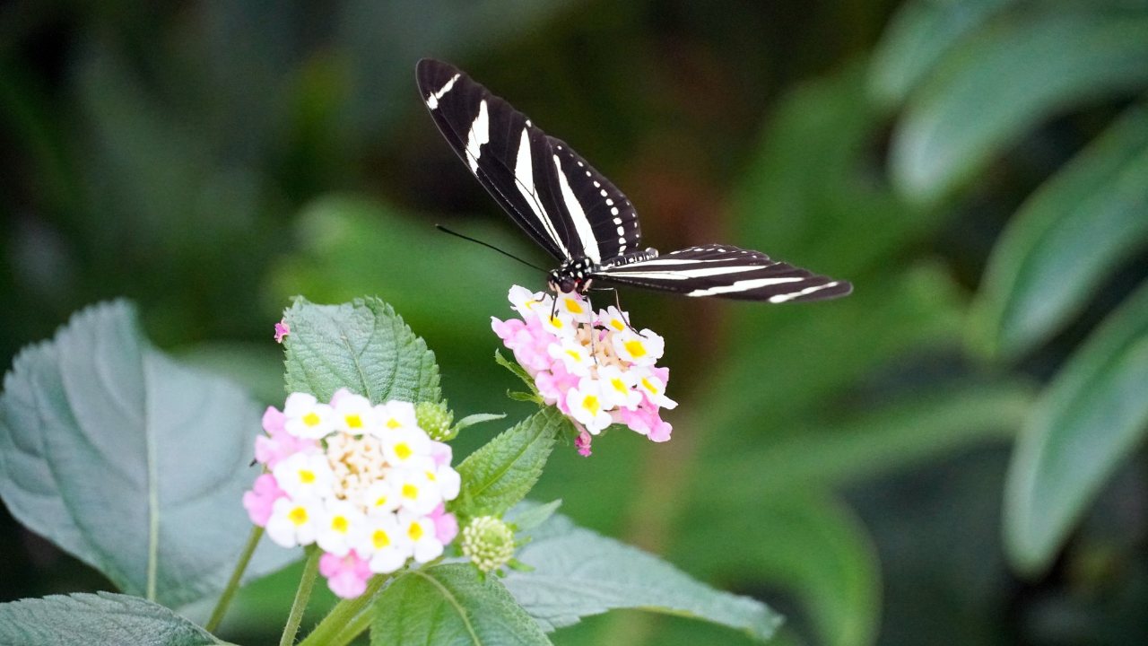 باغ پروانه‌های دبی