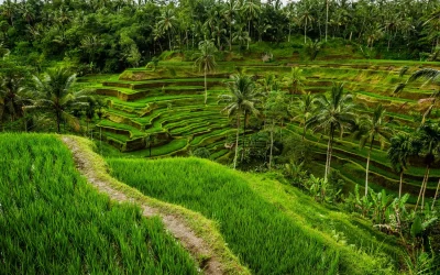 creative-life-tegalalang